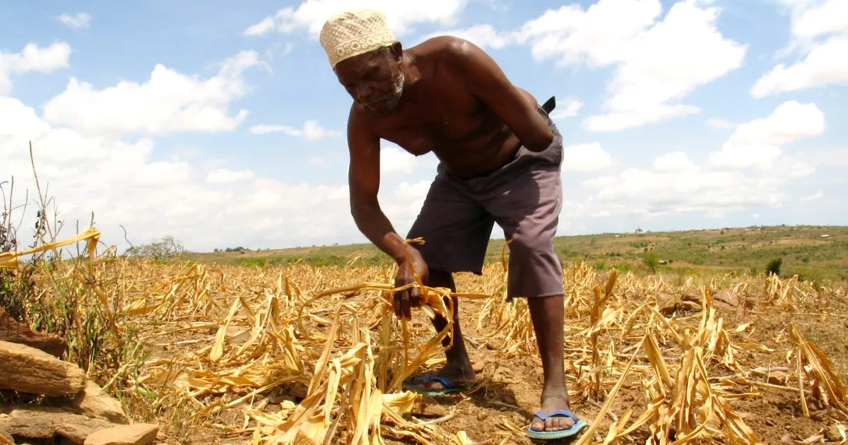 Afrikanische Landwirte auf dem Feld