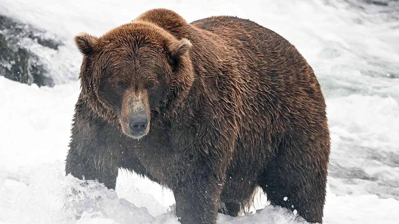 Fat Bear Week: Das Turnier-Bracket steht – Schwergewichte, Underdogs und der Titelverteidiger im Porträt