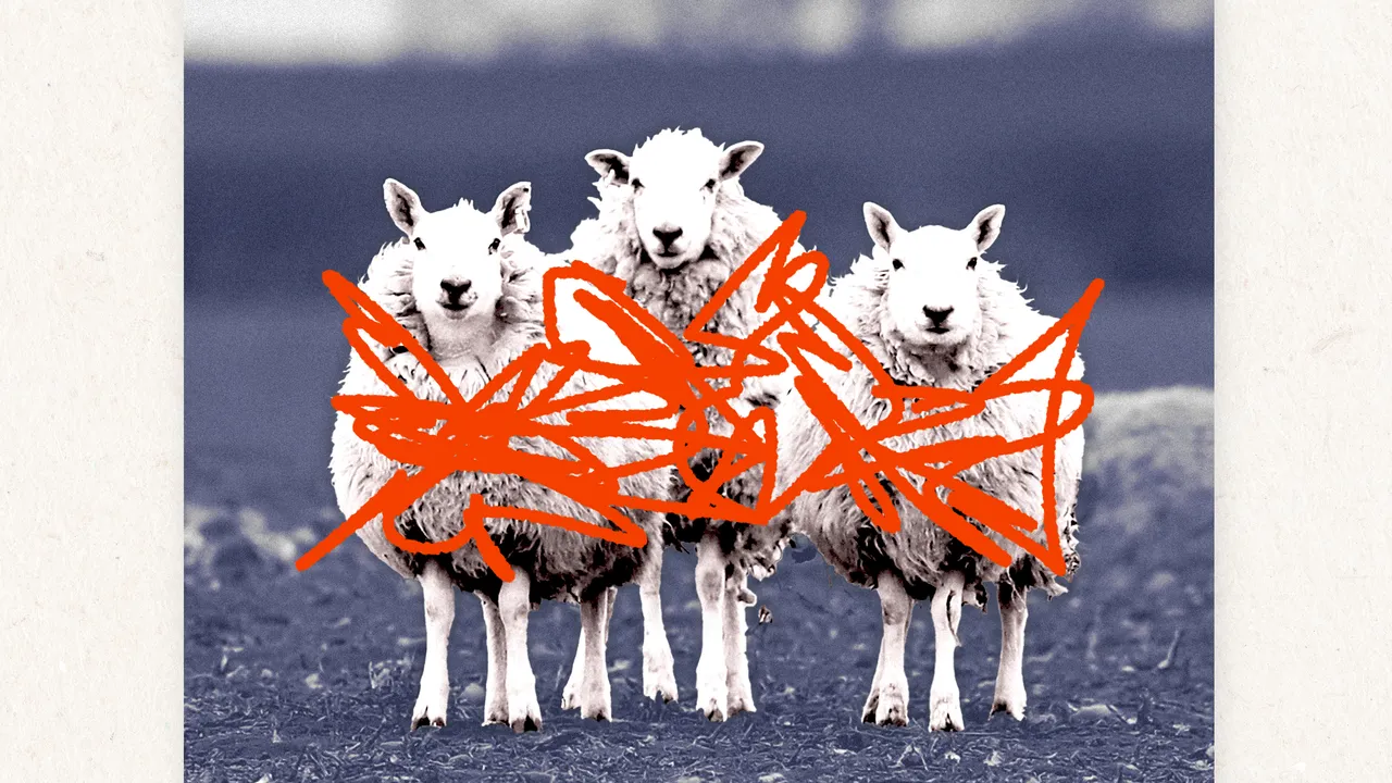 Wارت، warum protestiert PETA gegen Wollkleidung?