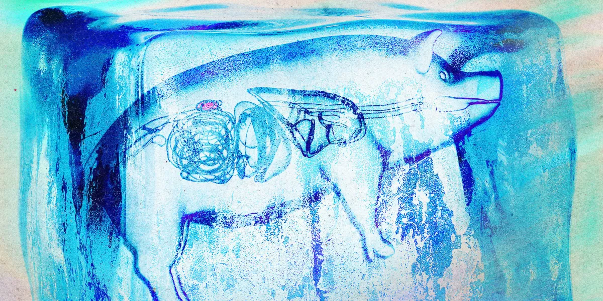 Unterkühlte Nieren in „Meilenstein-Erfolg“ an Schweine transplantiert